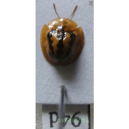 Cassidae sp. Philippines94d